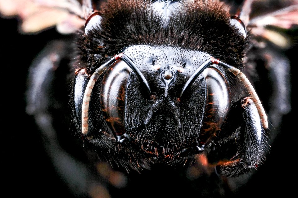 Xylocopa mordax, F, face, Dominican Republic 2012-10-03-16.51