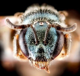 Lasioglossum mestrei, female, face 2012-06-27-17.35.46 ZS PMax