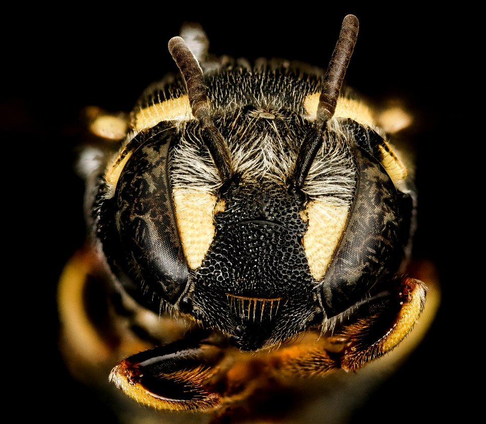 Anthidiellum notatum gilense, f, face, Cochise Co. AZ 2016-03-15-20.19