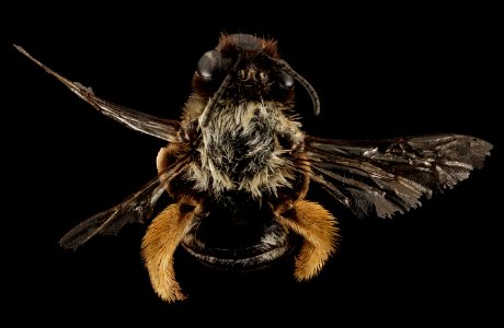 Eucera fulvohirta, M, Back, WY, Lincoln Co 2014-11-01-20.40.05 ZS PMax photo