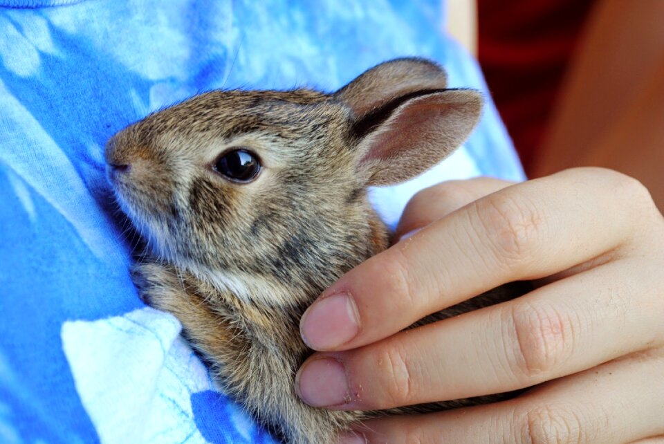 Brown hands held photo