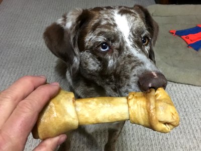 This Bone Came in the Mail From Vermont? photo