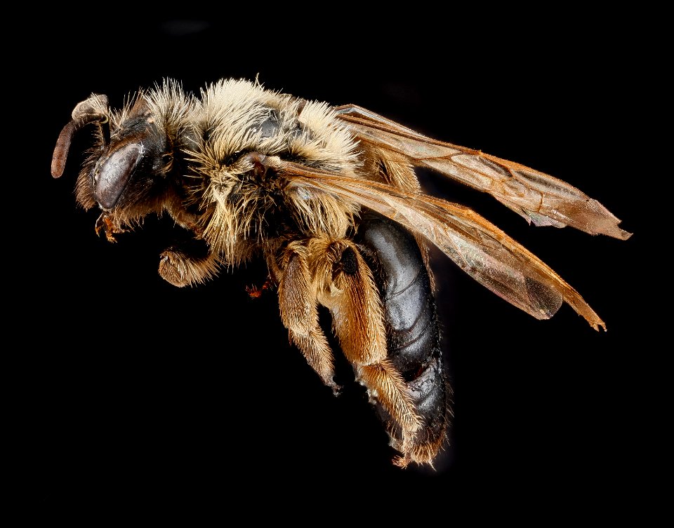 Andrena merriami, female, side 2012-08-08-16.49