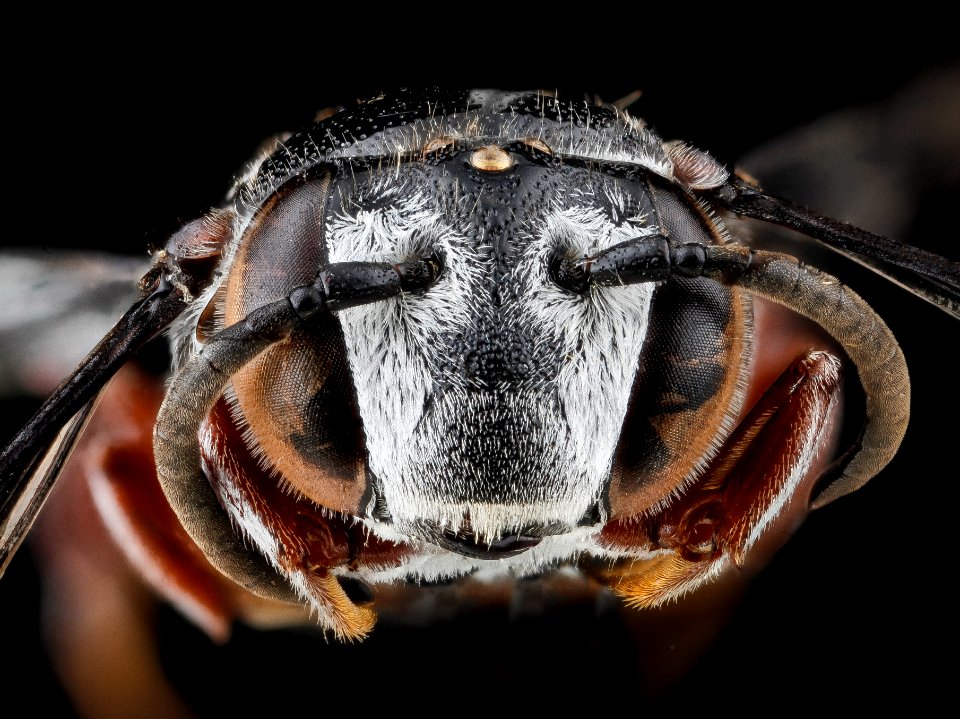 Coelioxys vigilans, F, face, Dominican Republic 2012-10-11-14.36.21 ZS PMax