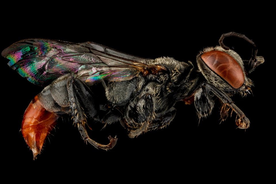 Tachysphex alayoi, Female, Side, Guantanamo Bay, Cuba 2012-11-01-18.17.42 ZS PMax