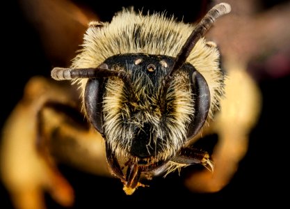 Andrena bisalicis, female, face 2012-08-06-17.54.57 ZS PMax