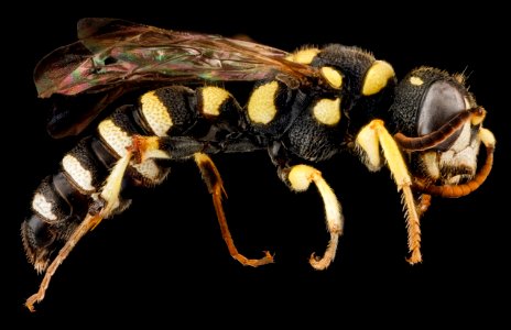 Cerceris hatuey, Female, side, Guantanamo Bay, Cuba 2012-11-01-16.50.59 ZS PMax