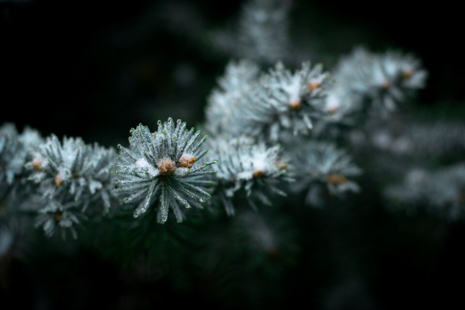 Needles tree Free photos