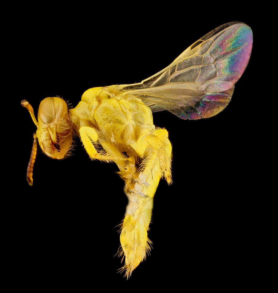 Perdita luteola, female, side 2012-08-01-16.12.08 ZS PMax