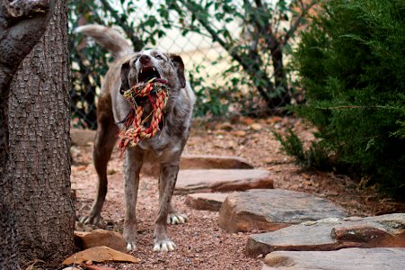 The Wild Beast