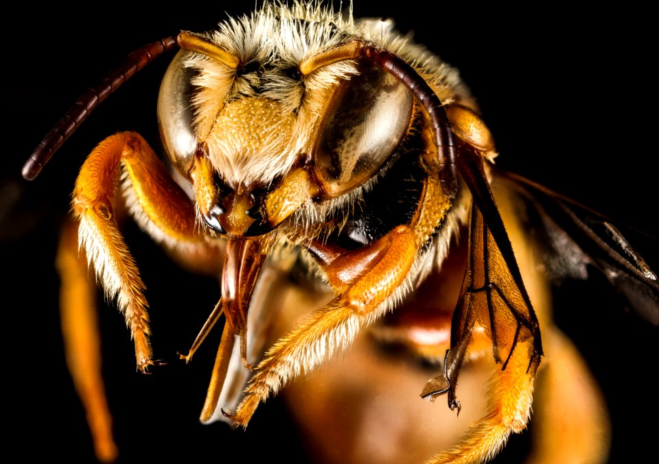 Icteranthidium grohmanni, M, Face, Greece, Aegean Islands, Lesvos, Mytilene 2015-02-19-14.54.07 ZS PMax