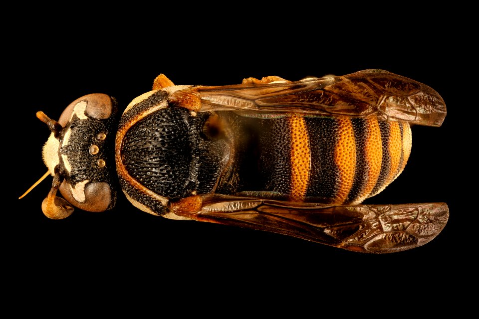 Wasp, m, back, Kruger National Park, South Africa Mpumalanga 2018-11-20-14.24.31 ZS PMax UDR