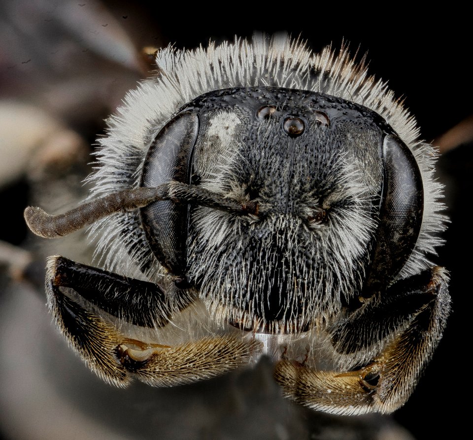 Andrena miranda, female, face 2012-10-26-15.51.08 ZS PMax