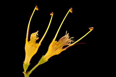 Collinsonia canadensis, Stoneroot, Howard County, Md, Helen Lowe Metzman 2019-03-22-17.25.24 ZS PMax UDR