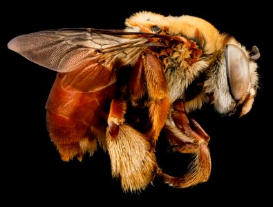 Centris errans, F, side, San Salvador Island, Bahamas 2012-11-13-10.58.33 ZS PMax