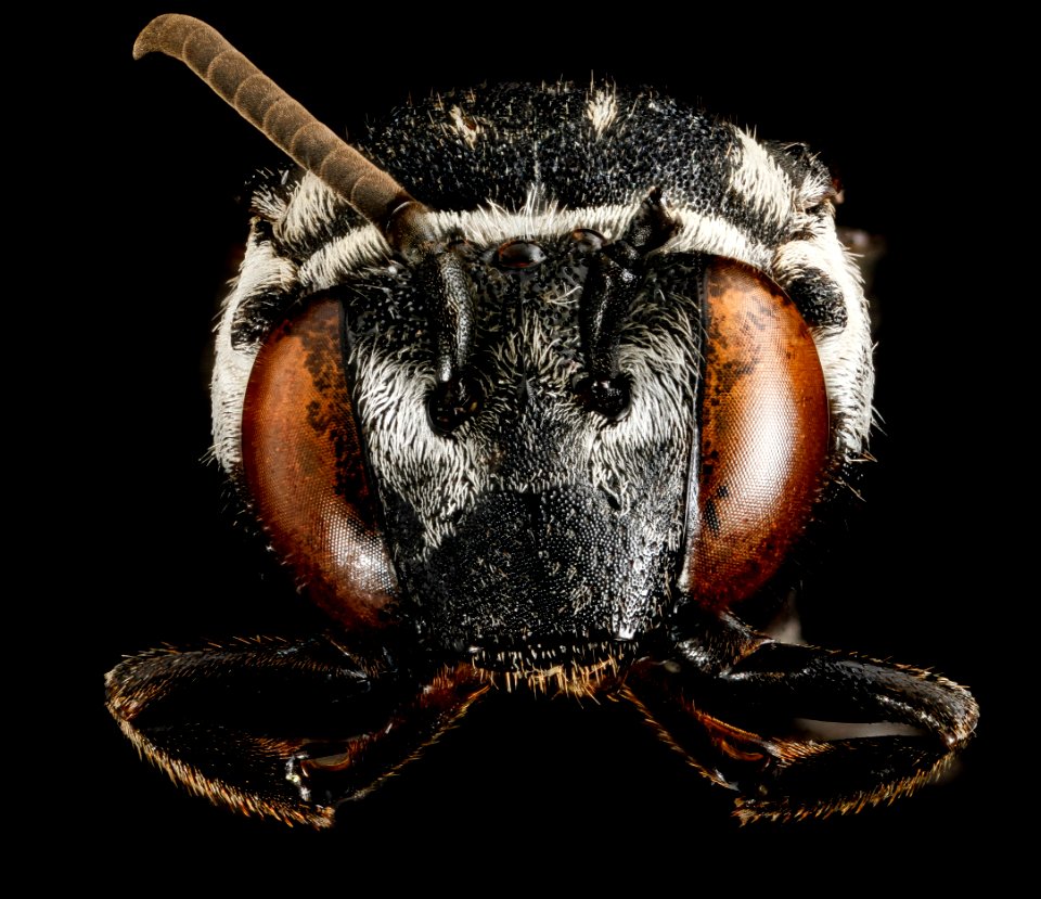 Triepeolus donatus, F, face 2013-01-04-15.44.59 ZS PMax