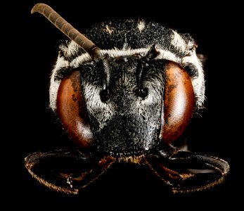 Triepeolus donatus, F, face 2013-01-04-15.44.59 ZS PMax