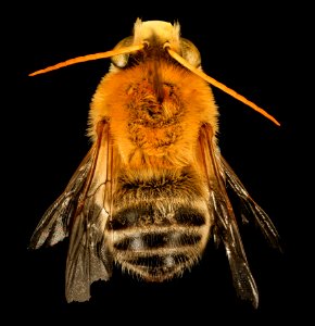 Martinapis luteicornis, M, back, Wilcox, AL 2015-11-03-17.45.12 ZS PMax UDR