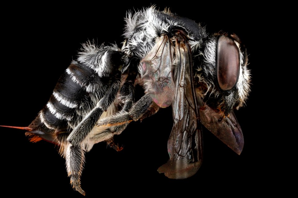 Megachile-timberlakei,-unknown,-side 2012-06-14-15.19.26-ZS-PMax