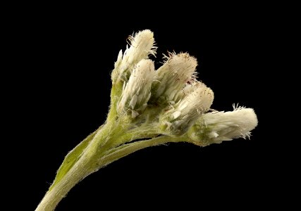Antennaria plantaginifolia, Plantain leaved Everlasting, Howard County, MD, helometz 2017-05-26-16.53