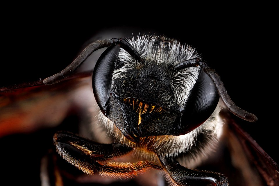 Megachile-frugalis,-female,-face 2012-07-10-12.18.34-ZS-PMax photo