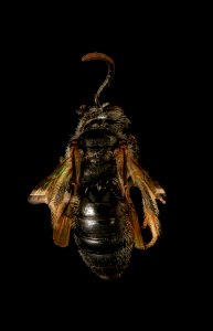 Panurginus atramontensis, m, back, Prince George's Co, MD 2019-03-21-18.33.42 ZS PMax UDR photo