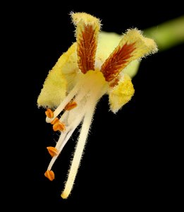 Aesculus glabral, 2, Ohio Buckeye flr., Howard County, Md,  2018-05-17-13.13