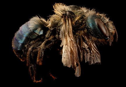 Osmia felti, f, right side, centre county, PA 2017-06-20-15.48