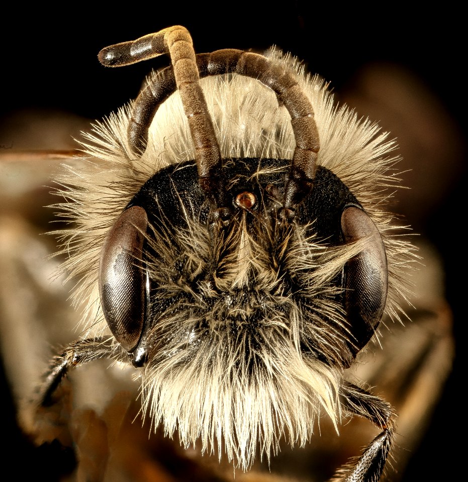 Andrena, carlini, m, face, 2016-04-05-13.06