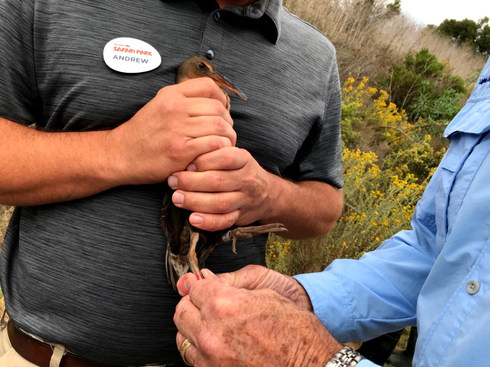 Endangered Ridgway's rail release, Batiquitos Lagoon, California
