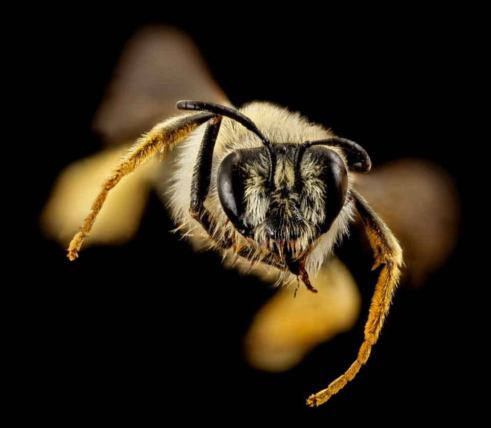 rediviva, f, south africa, face 2014-11-04-12.51.41 ZS PMax