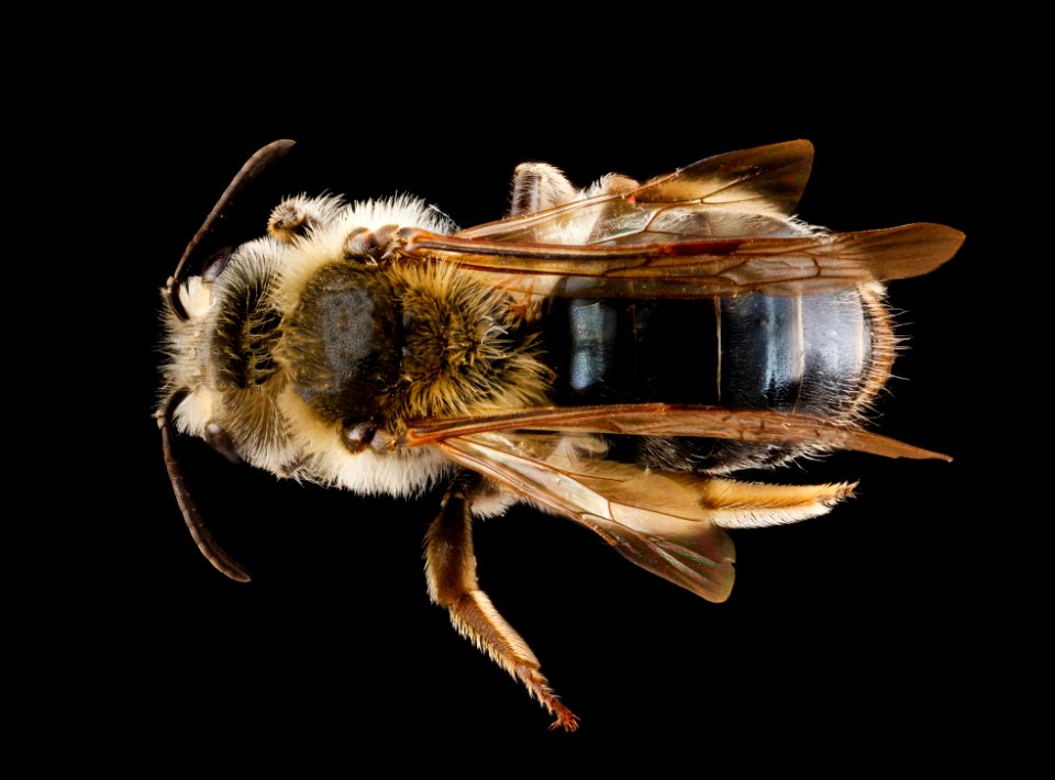 Andrena barbara, female, back 2012-08-06-16.59