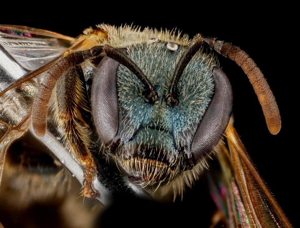 Lasioglossum floridanum, F, face, Georgia, Camden County 2013-02-22-18.31.43 ZS PMax