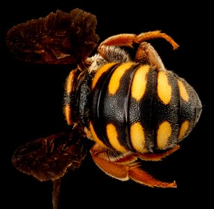 Stelis australis, F, Back2, Sandhills NWR, South Carolina 2012-11-19-18.33.37 ZS PMax