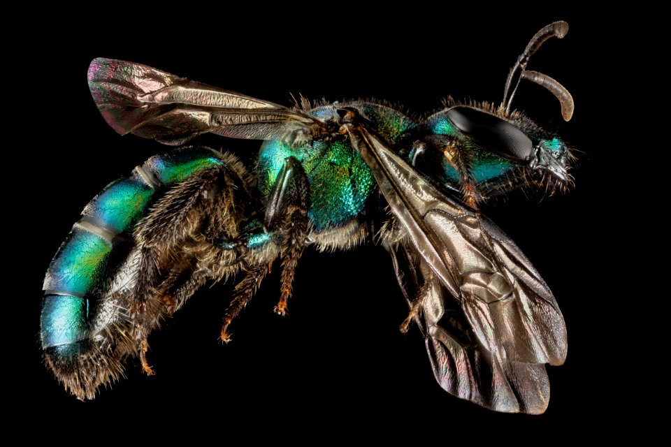 Augochlora buscki, M, Side2, Puerto Rico, Yauco 2014-09-15-15.11.32 ZS PMax