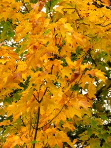 170927-FS-Superior-SAR-bright maple