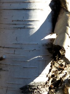 171025-FS-Superior-SAR-birchbark
