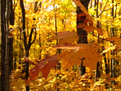 171010-FS-Superior-SAR-leavesagainstleaves