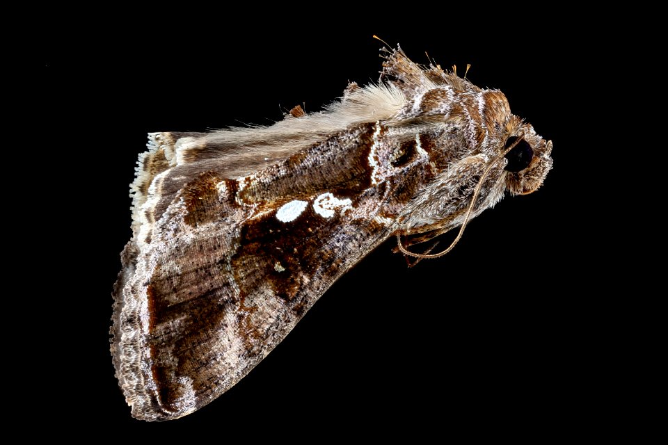 Pseudoplusia includens 2012-10-04-15.26.27 ZS PMax