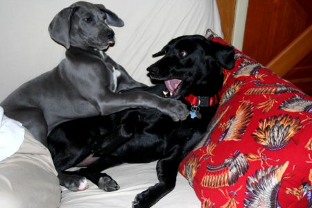 Dogs at Play