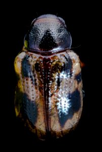 tiny beetle 2 jade 10.20.2020 2020-10-21-20.17.44 ZS PMax UDR photo