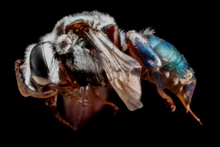 Mesoplia azurea, female, side 2012-06-20-08.51.16 ZS PMax