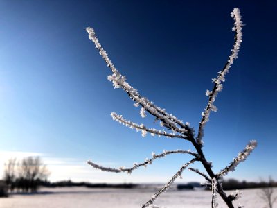 Wishbone Branch
