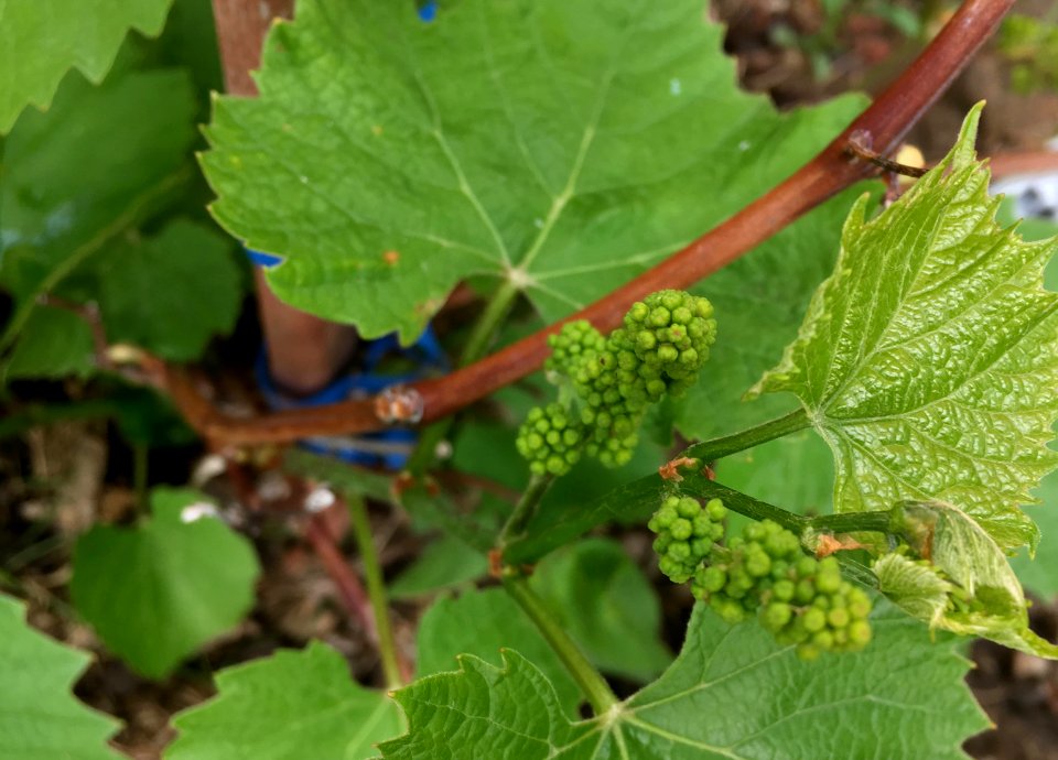 2019/365/164 We Got Grapes!