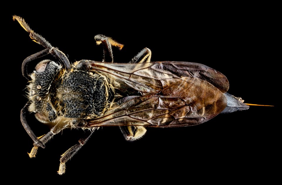 Coelioxys moesta, female, back 2012-08-09-16.04