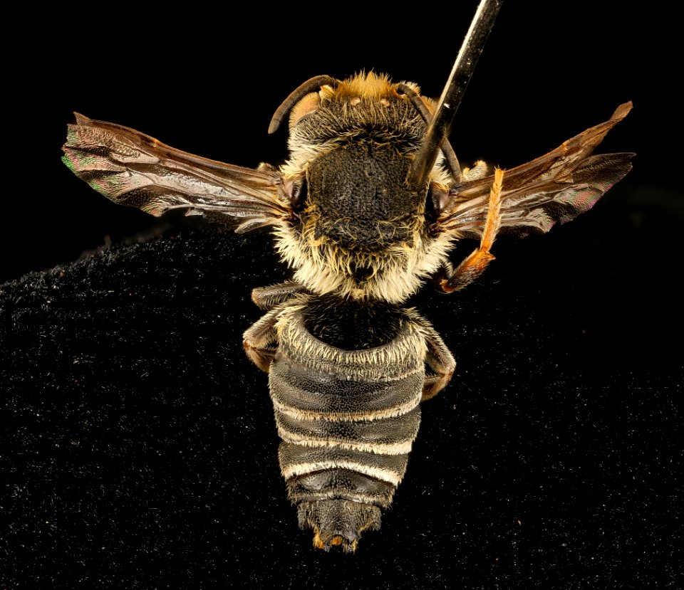 Coelioxys immaculata, m, back, Caroline Co., MD 2018-06-19-15.47