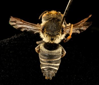 Coelioxys immaculata, m, back, Caroline Co., MD 2018-06-19-15.47