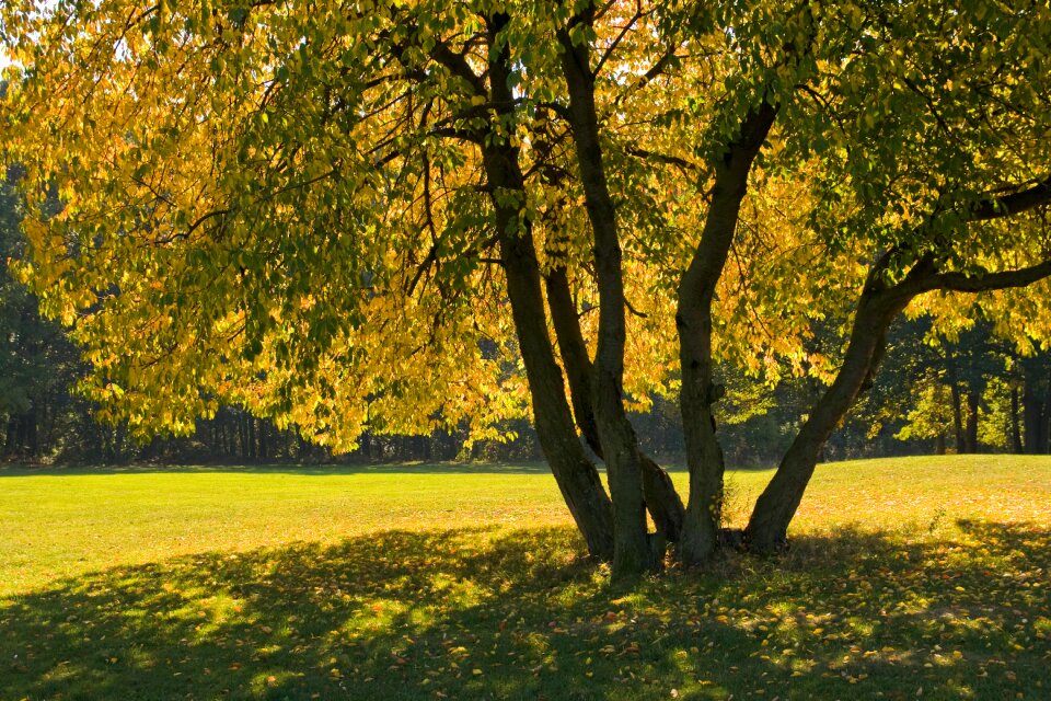 Fall garden nature