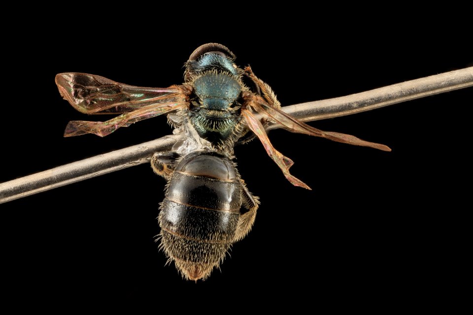 Lasioglossum oblongum, F, Back, WI, Eau Claire County 2014-03-07-14.56