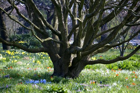 Old tree park hamburg